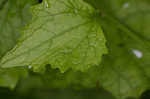 Garlic mustard